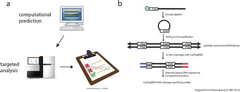 Defining and improving the genome-wide specificities of CRISPR-Cas9 ...