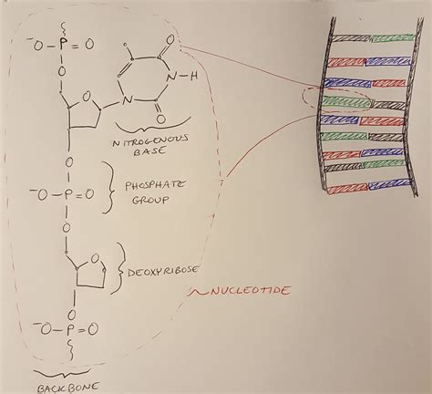 DNA Basic Unit 的图像结果