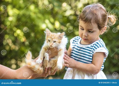 Girl play with kitten stock image. Image of kitten, little - 81046305