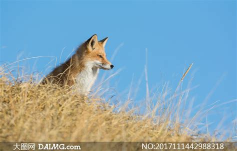 一只坐在高处的小狐狸摄影高清图片_大图网图片素材