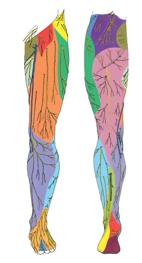 Peripheral Nerve Distribution 的图像结果