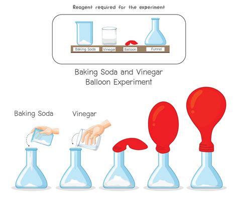 Baking Soda and Vinegar Balloon Science experiment 21669329 Vector Art ...