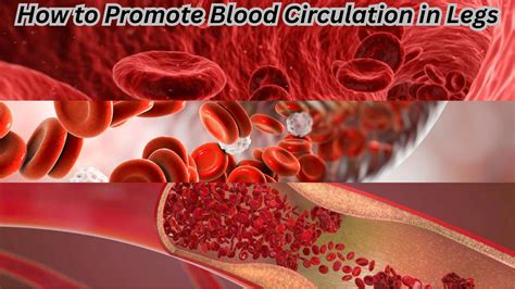 How to Promote Blood Circulation in Legs – Elite Vascular