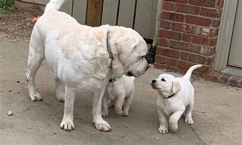 English Lab Puppies