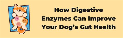 How Digestive Enzymes Can Improve Your Dog’s Gut Health – K9 Vitality