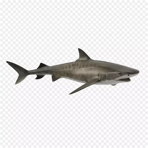 虎鲨锤头鲨大白鲨攻击老虎PNG图片素材下载_图片编号5977295-PNG素材网