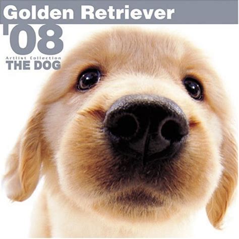 Golden Retriever : Artlist International: Amazon.in: Books