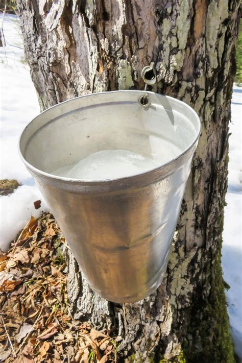 How is Maple Syrup Made? - Chef Tariq | Food Blog
