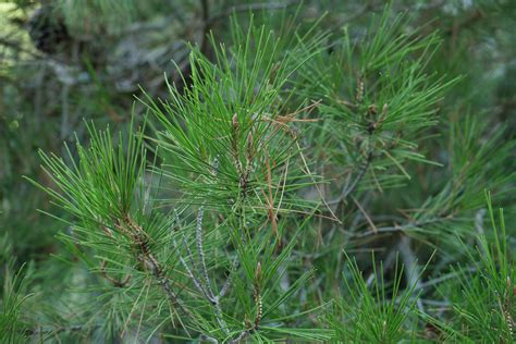 Pinus halepensis