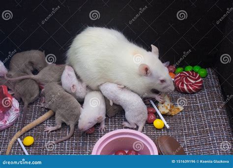 â€œæ—©é¤ æ¯ é¼ â€ çš„æ¦‚å¿µç»™å¹¼å´½å–‚é£Ÿã€‚â€œæ—©é¤ æ¯ é¼ â€ çš„æ¦‚å¿µç»™å¹¼å´½å–‚é£Ÿã€‚å° è ...