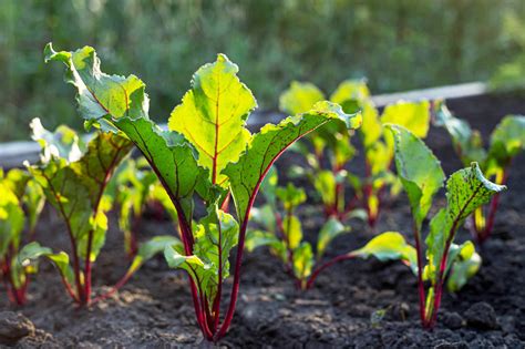 The Beet Companion Plants You Want (and the Three you Don't)