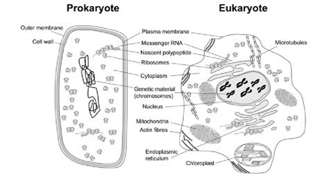 Learning Biology 的图像结果