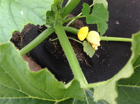 Squash 的图像结果