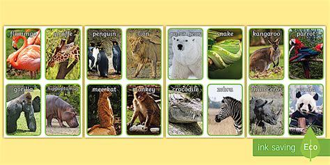 Zoo Animals Photo Flashcards