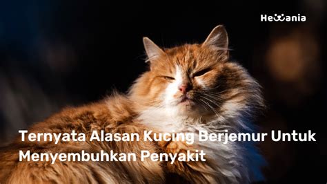 Apakah Konin Harus Dijemur? Ini Tips Menjemur yang Benar - Featured Image