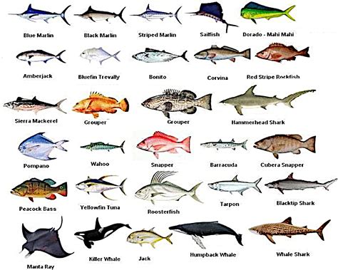 Types Of Edible Fish