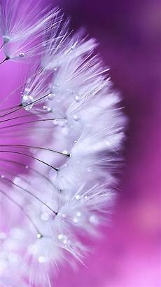 Iphone Wallpaper Free by Be Linspired Free Iphone 6 Wallpaper Backgrounds Iphone Wallpaper Free