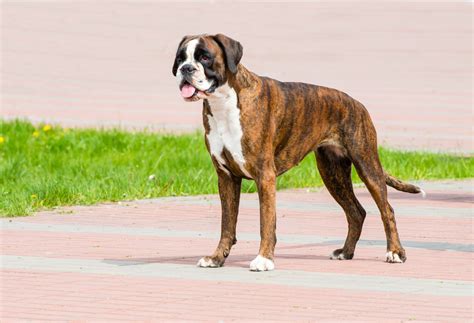 Boxer Dogs Weight at Charlotte Thrower blog
