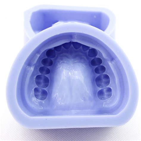 Buy Professional Educational Model Dental Teeth Anatomical Model ...