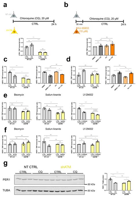 In Cerebellar Atrophy of 12-Month-Old ATM-Null Mice, Transcriptome ...