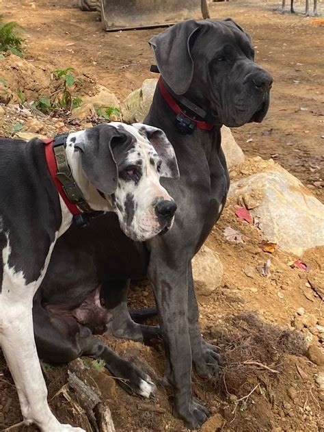 European Great Danes