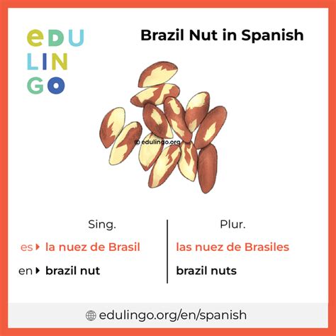 Brazil Nut in Spanish • Writing and pronunciation (with pictures)