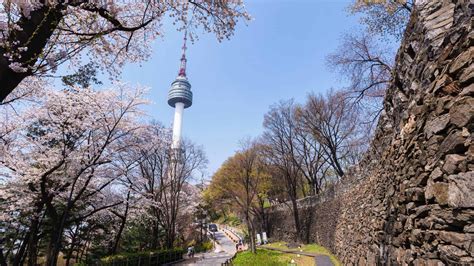 Top Places to See Cherry Blossoms in Seoul | Travelodge Hotels Asia