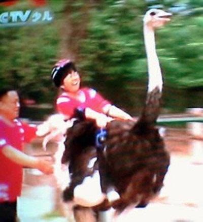 央视播儿童骑鸵鸟节目 家长直斥这是虐鸟行为（图）_娱乐_凤凰网