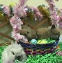 Image result for Lionhead Bunny One Main
