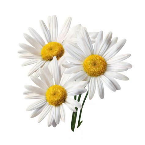 Premium Photo | Realistic Daisy Clipart On White Background