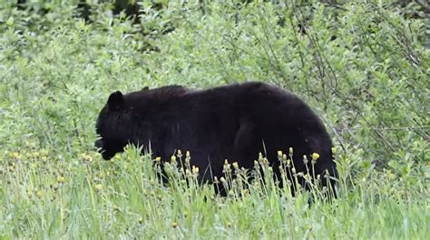 This family didn’t expect to get this close to a bear