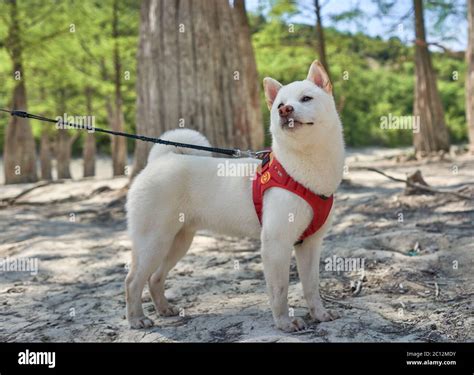 Shiba Blanco All White Shiba Inu Top