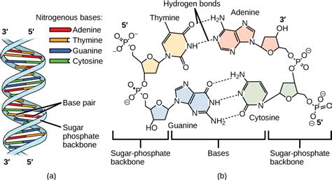 5.6 Molecular basis of inheritance - Interactive Biology Textbook for ...