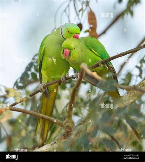 Parakeets Nibbling Each Other at Micheal Wilder blog