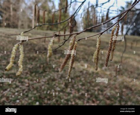 Allergy sufferers with rhinitis as a reaction to the environment allergy sufferer with sniffle ...