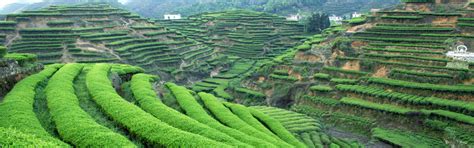 Anxi County, the Tea Capital of China