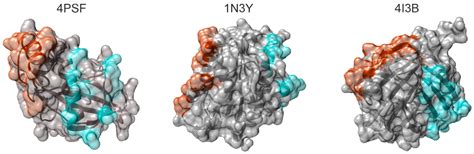 Protein Binder (ProBi) as a New Class of Structurally Robust Non ...