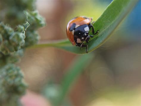 Bug on leaf - PixaHive