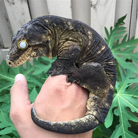 Rhacodactylus leachianus, commonly known as the New Caledonian giant ...