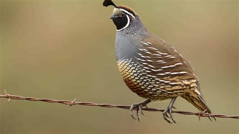 What S New Jersey S State Bird at Janice Hogan blog