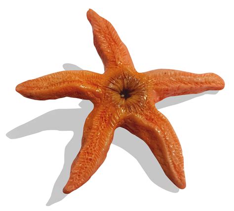 Chocolate Starfish