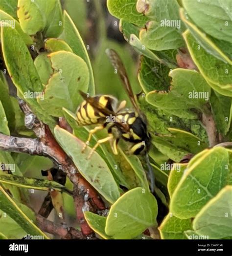 Western Yellowjacket (Vespula pensylvanica) Insecta Stock Photo - Alamy