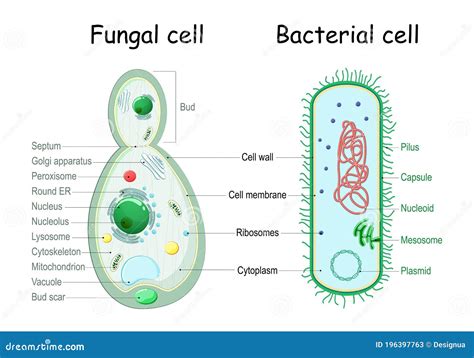 Bacteria and Fungal Yeast. Comparison of Cell Structure Stock Vector ...