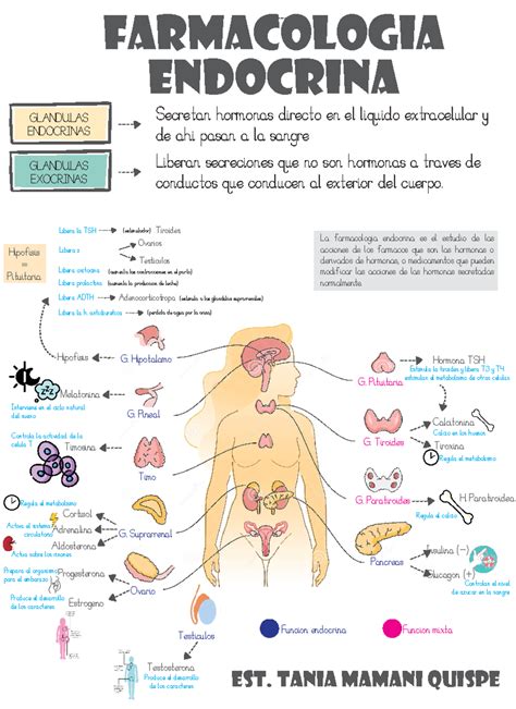 Endocrino Tania Mamani - farmacologia endocrina EST. TANIA MAMANI ...