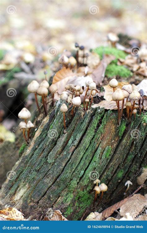 Haymaker Mushrooms With Autumn Leaves On Log For Natural Compost Royalty-Free Stock Image ...