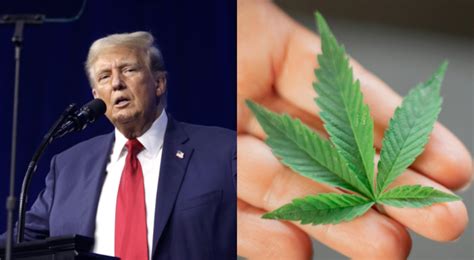 Trump Expected to Order Marijuana Reclassification; What It Could Mean ...