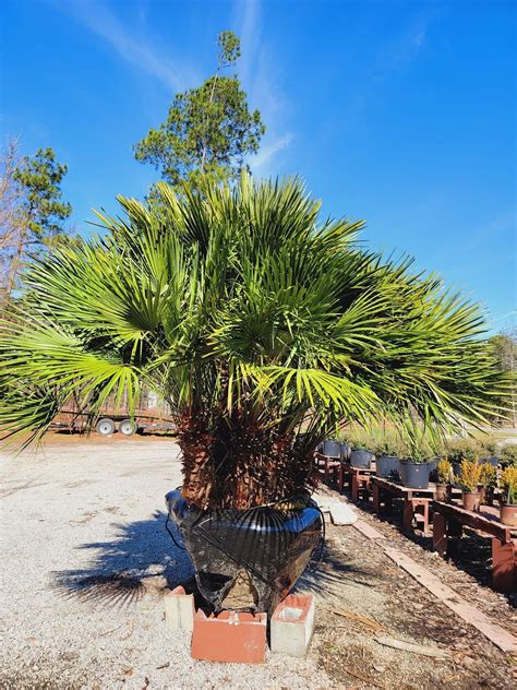 European Fan Palm – Pooler Plant Pick-Up Station