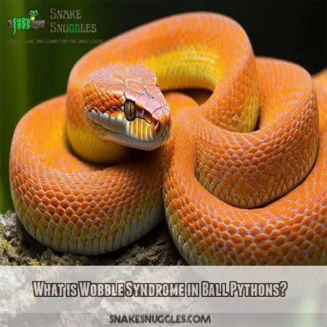 Ball Python Wobble 的图像结果