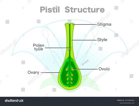 Pistil Structure Diagram Carpel Parts Ovary Stock Vector (Royalty Free) 2427862905 | Shutterstock