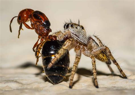 What Do Jumping Spiders Eat? – WhatBugIsThat